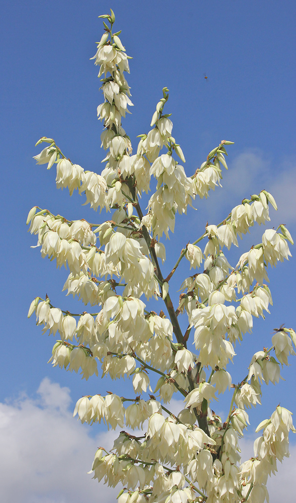 Image of Yucca filamentosa specimen.