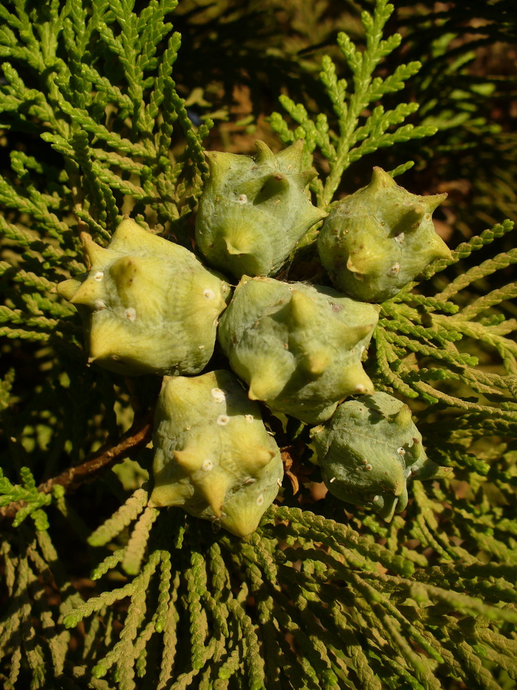 Image of Platycladus orientalis specimen.