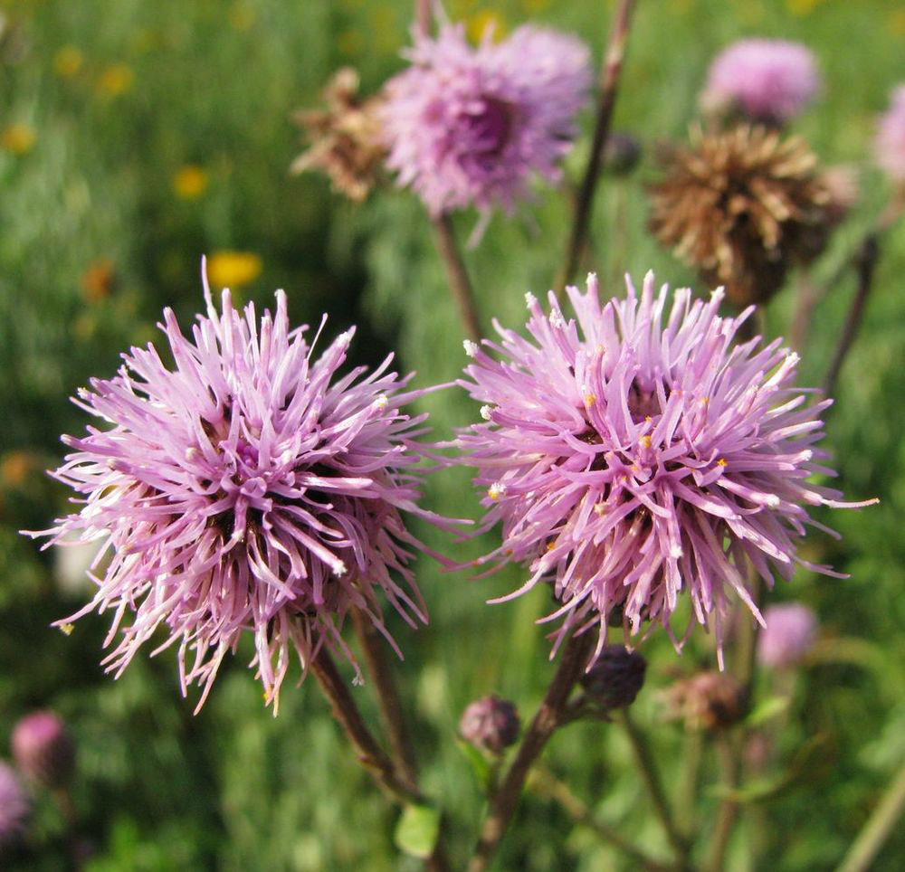 Image of Cirsium setosum specimen.