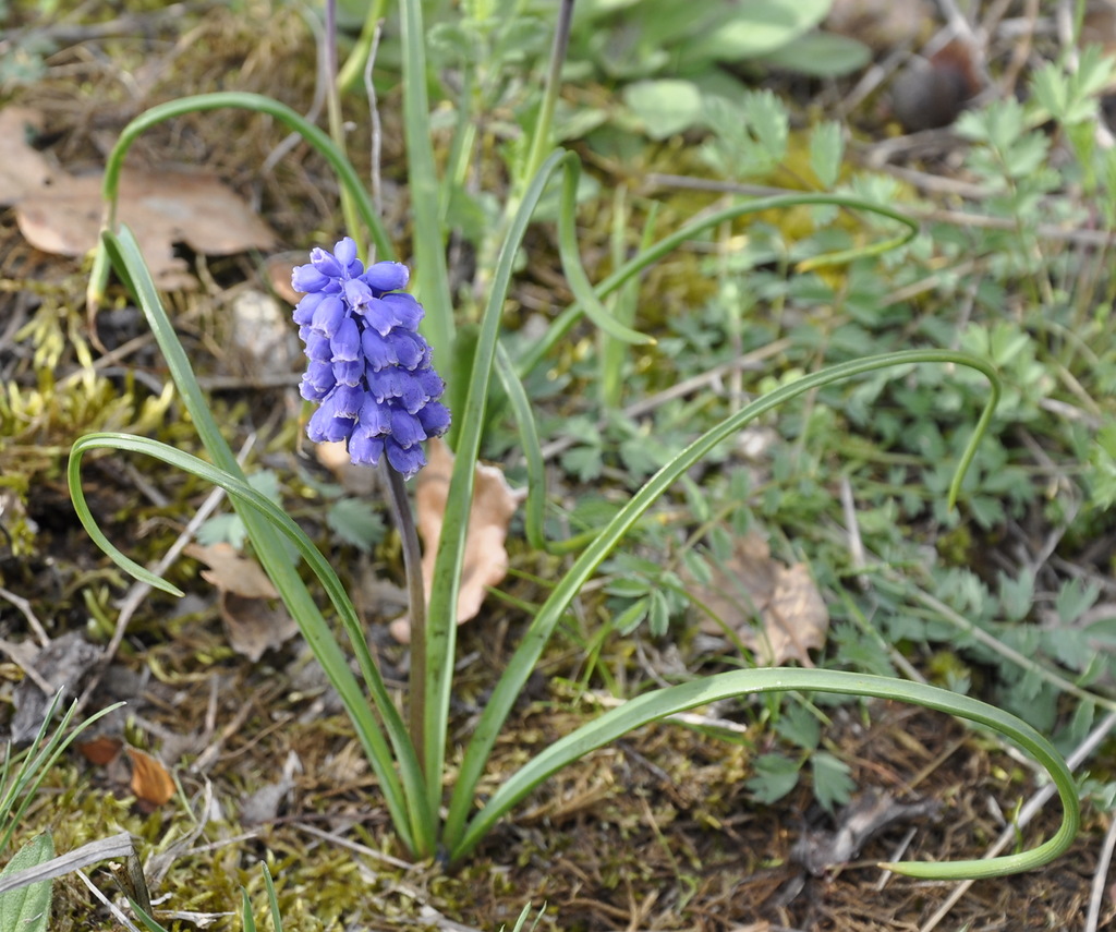 Изображение особи род Muscari.