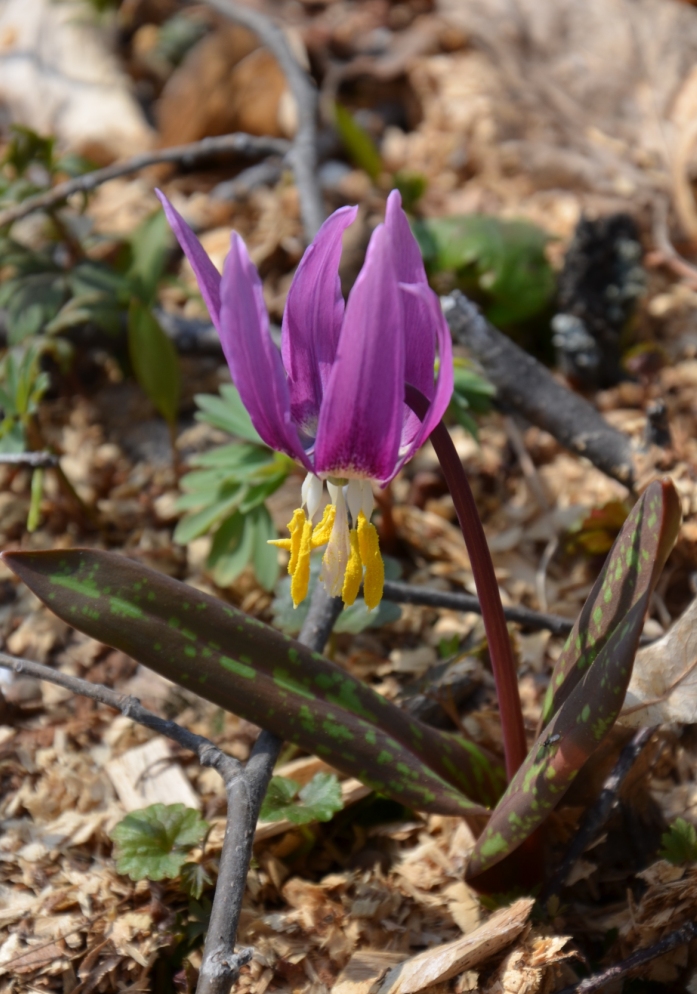 Image of Erythronium sibiricum specimen.