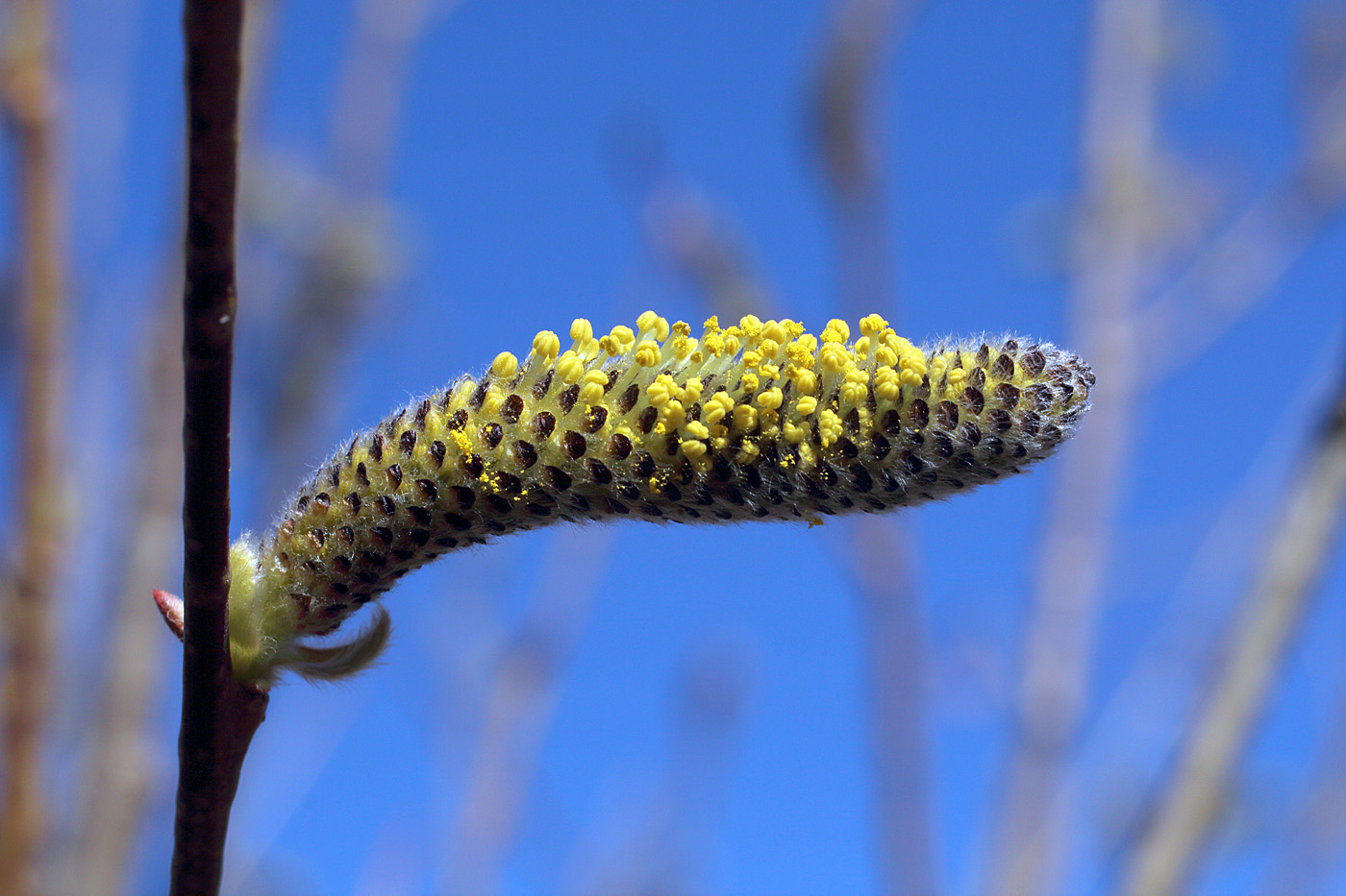 Image of Salix pycnostachya specimen.