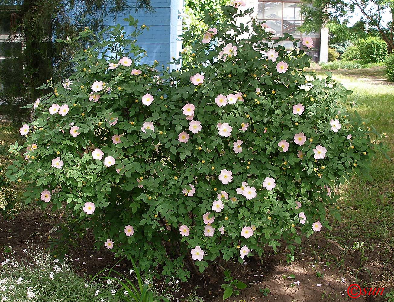 Image of genus Rosa specimen.