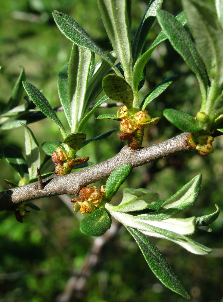 Image of Hippophae rhamnoides specimen.