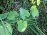 Смотреть изображение Calystegia sepium