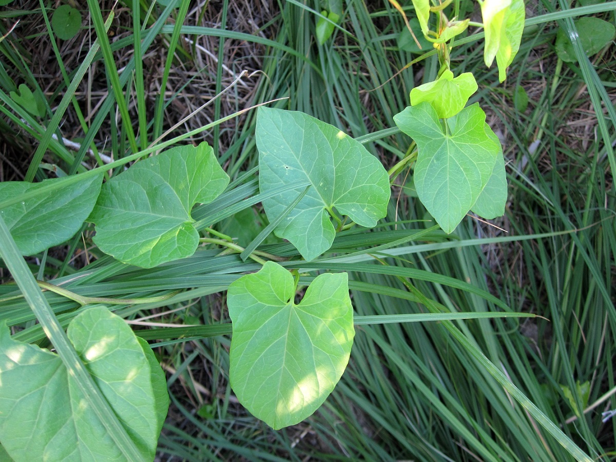 Image of Calystegia sepium specimen.