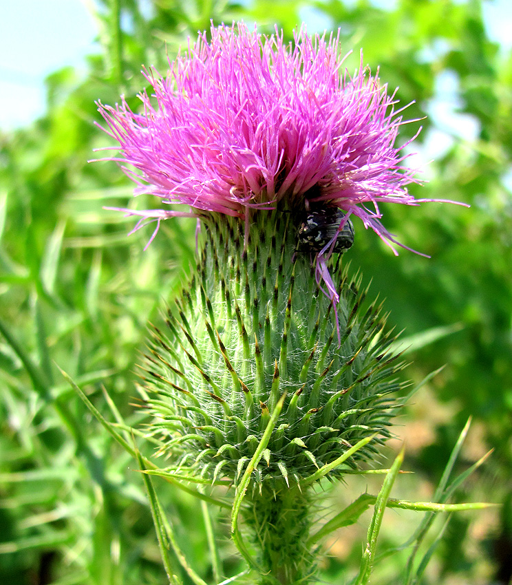 Изображение особи Cirsium vulgare.