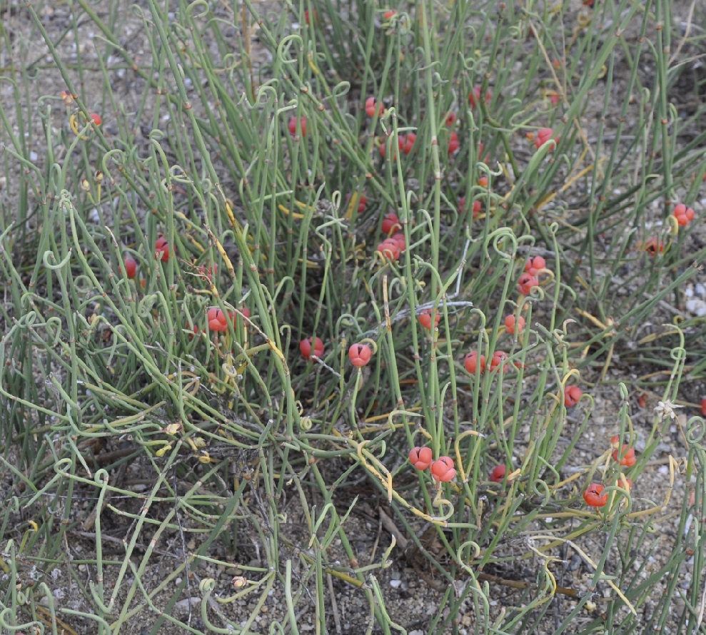 Image of Ephedra distachya specimen.