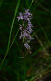 Dactylorhiza fuchsii