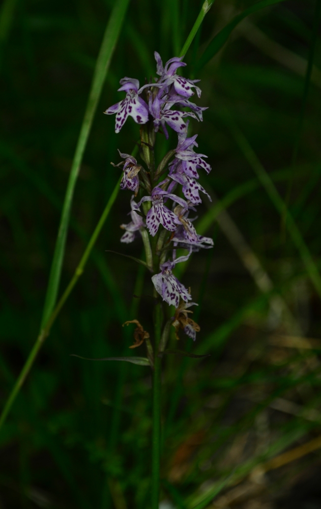 Image of Dactylorhiza fuchsii specimen.