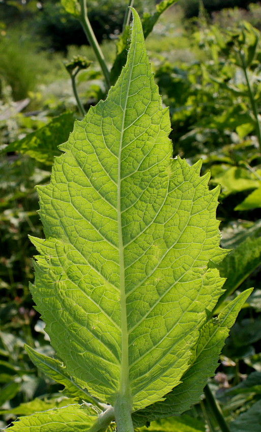 Изображение особи Telekia speciosa.