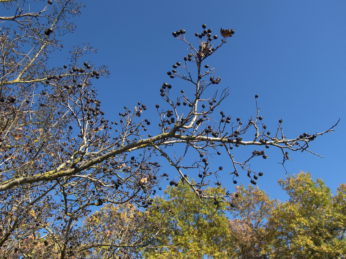 Image of Crataegus pentagyna specimen.