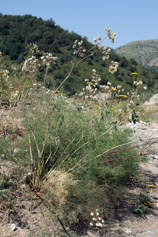 Image of Prangos ornata specimen.