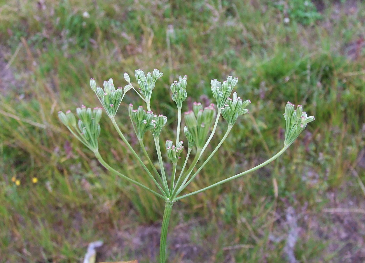 Image of Carum carvi specimen.