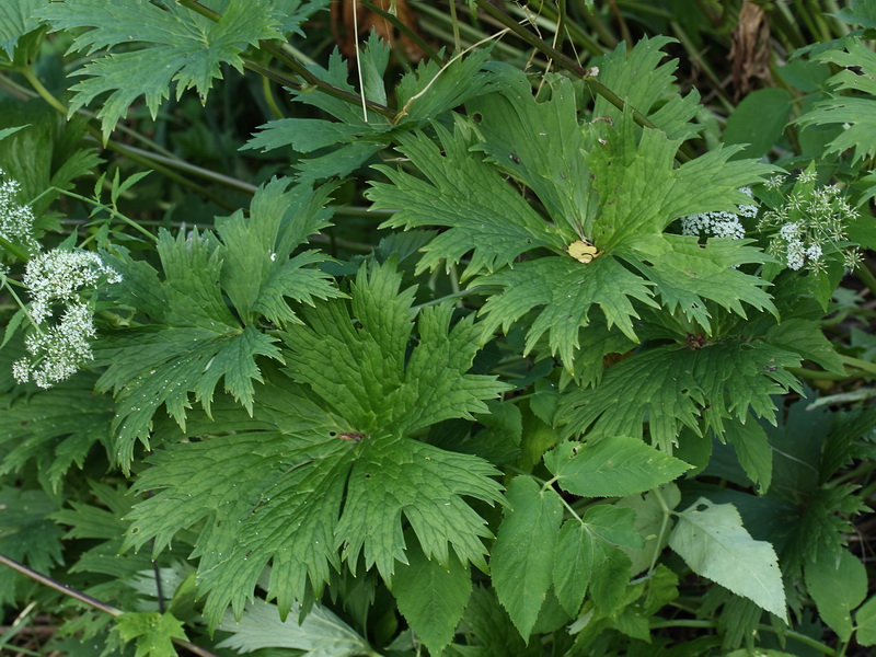 Изображение особи род Aconitum.