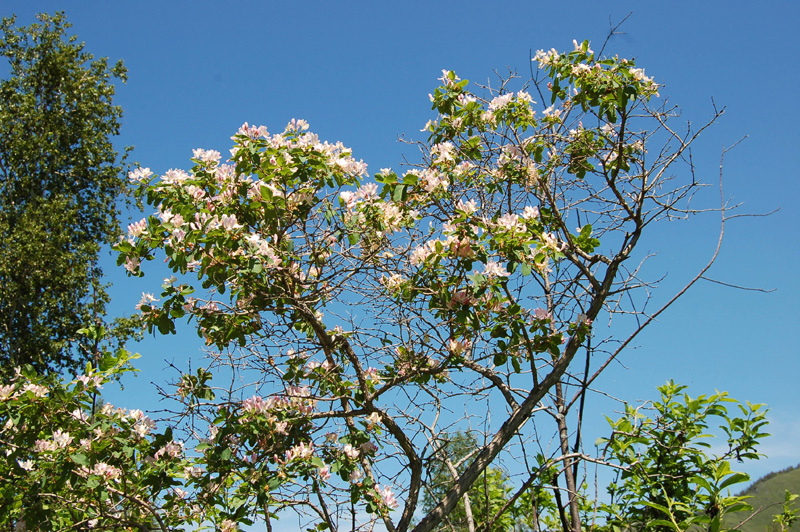 Image of Lonicera tatarica specimen.