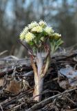 Petasites spurius. Генеративный побег. Окр. Архангельска, свалка древесных отходов. 09.05.2015.