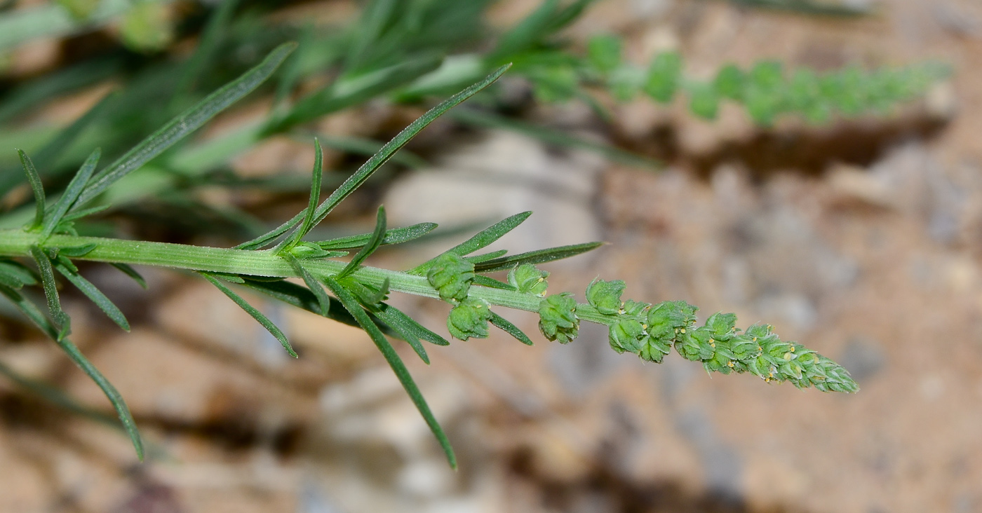 Изображение особи Oligomeris linifolia.