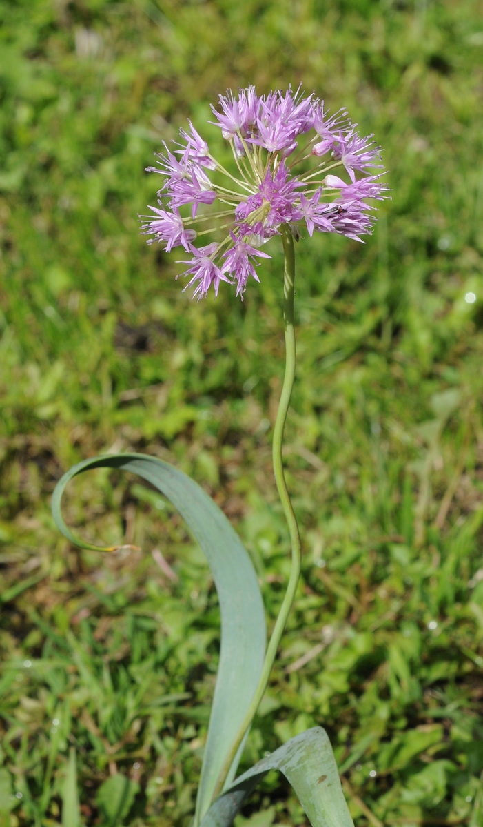 Image of Allium douglasii specimen.