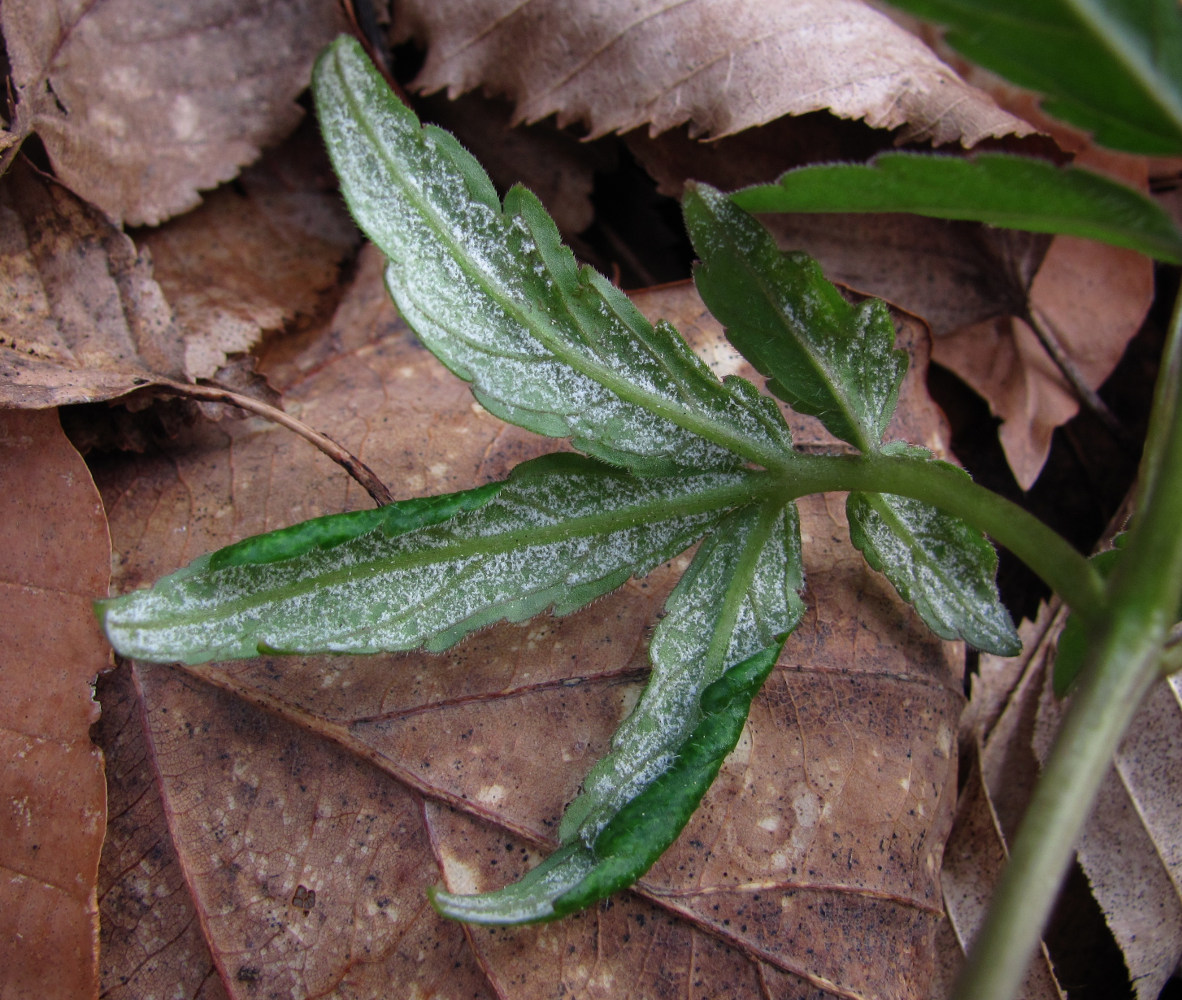 Image of Cardamine quinquefolia specimen.