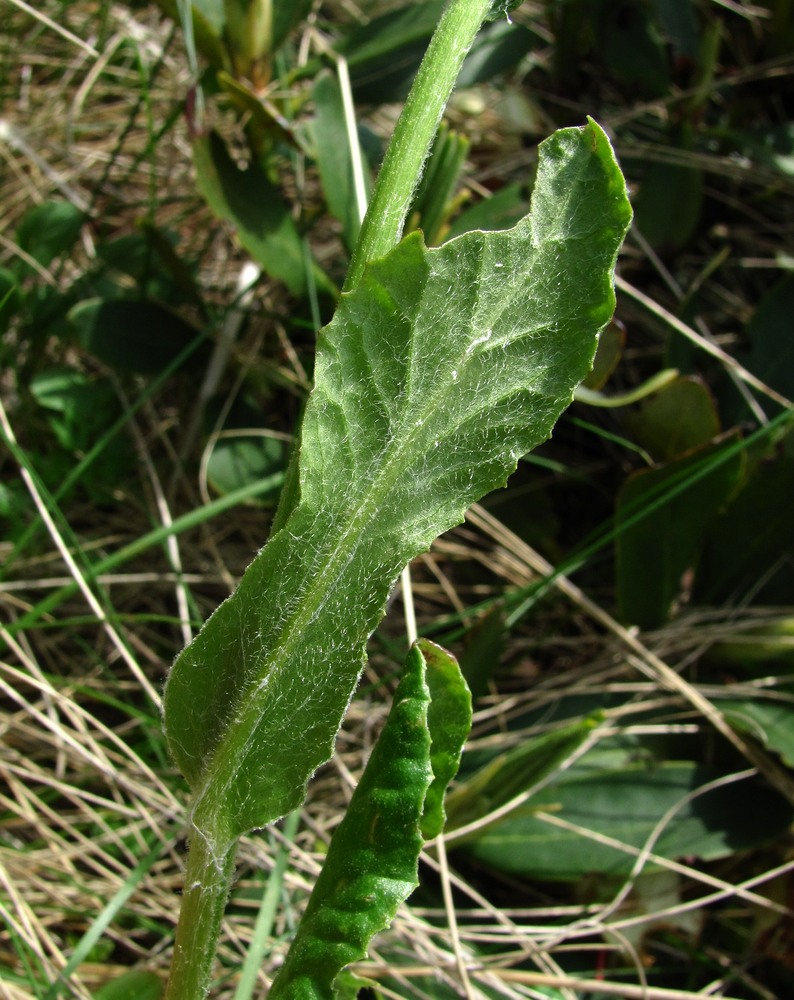 Изображение особи Tephroseris caucasigena.