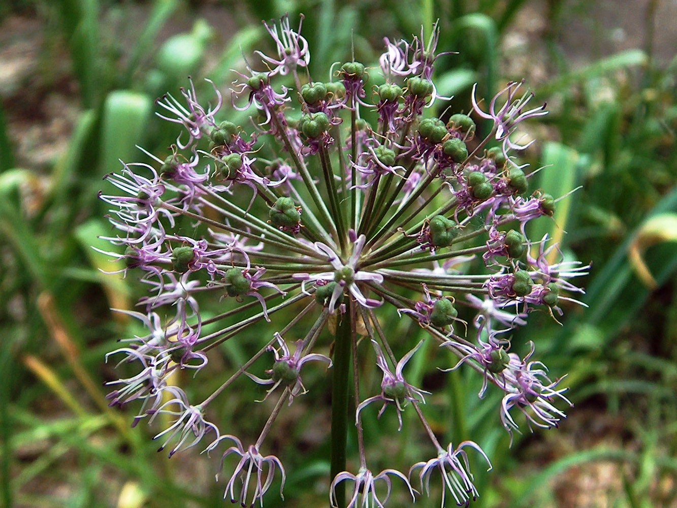 Image of Allium stipitatum specimen.