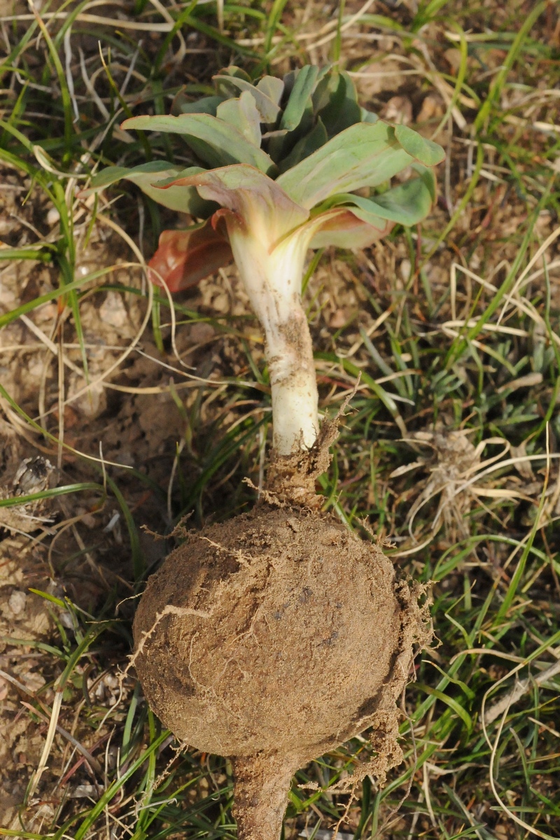 Image of Euphorbia rapulum specimen.