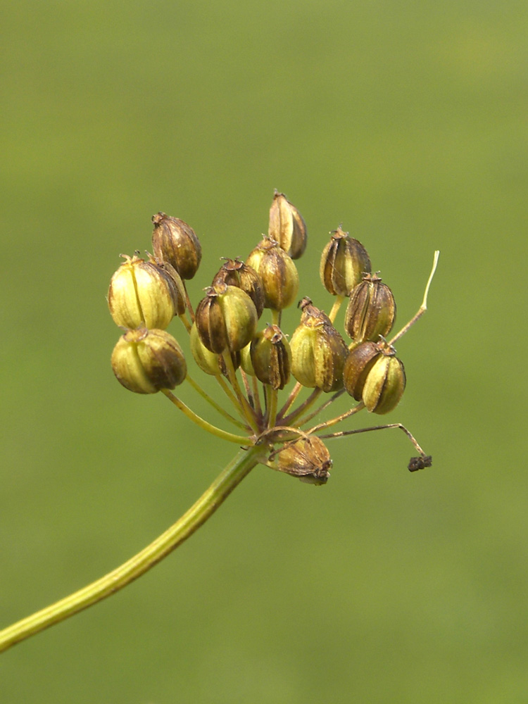 Изображение особи Eleutherospermum cicutarium.