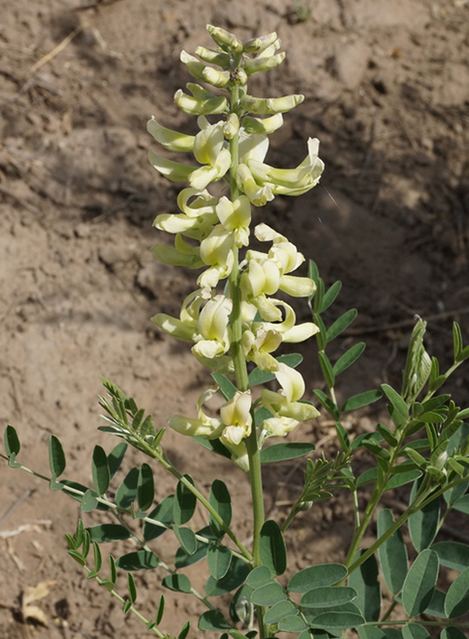 Изображение особи Pseudosophora alopecuroides.