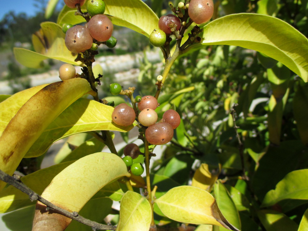 Image of Glycosmis trifoliata specimen.