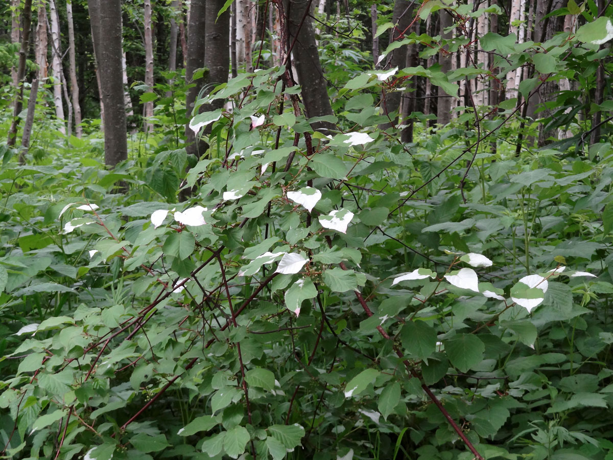 Image of Actinidia kolomikta specimen.