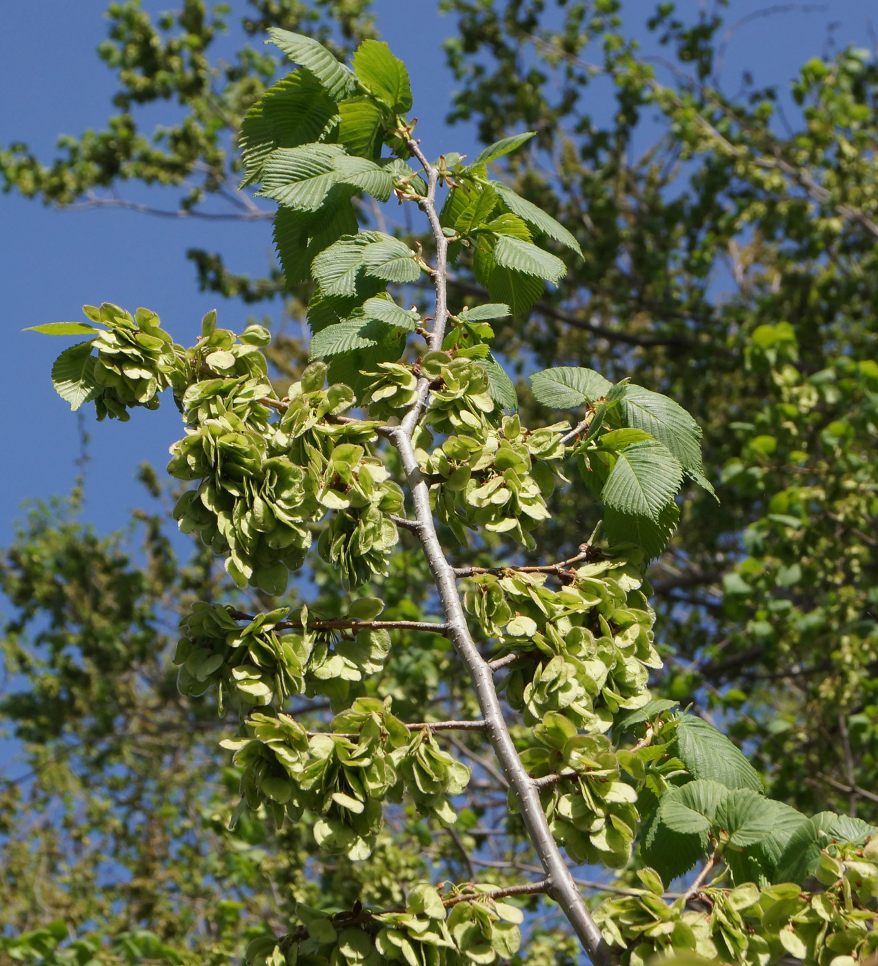 Image of Ulmus laevis specimen.