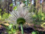 Pulsatilla uralensis. Верхушка побега с плодом. Свердловская обл., окр. г. Североуральск, лиственнично-елово-сосновый лес. 30.05.2014.