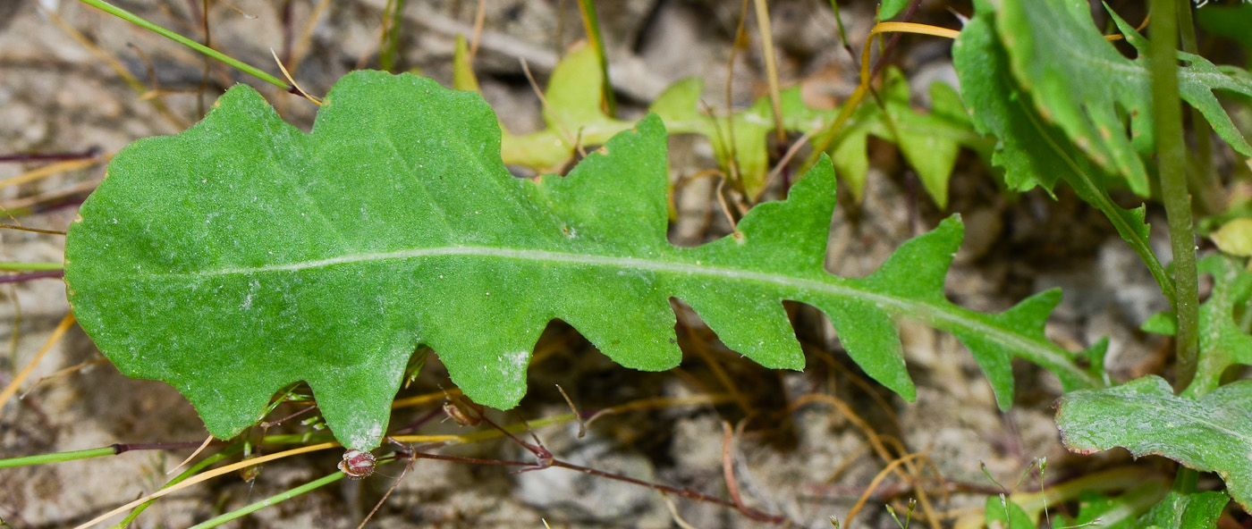 Image of Psylliostachys spicata specimen.