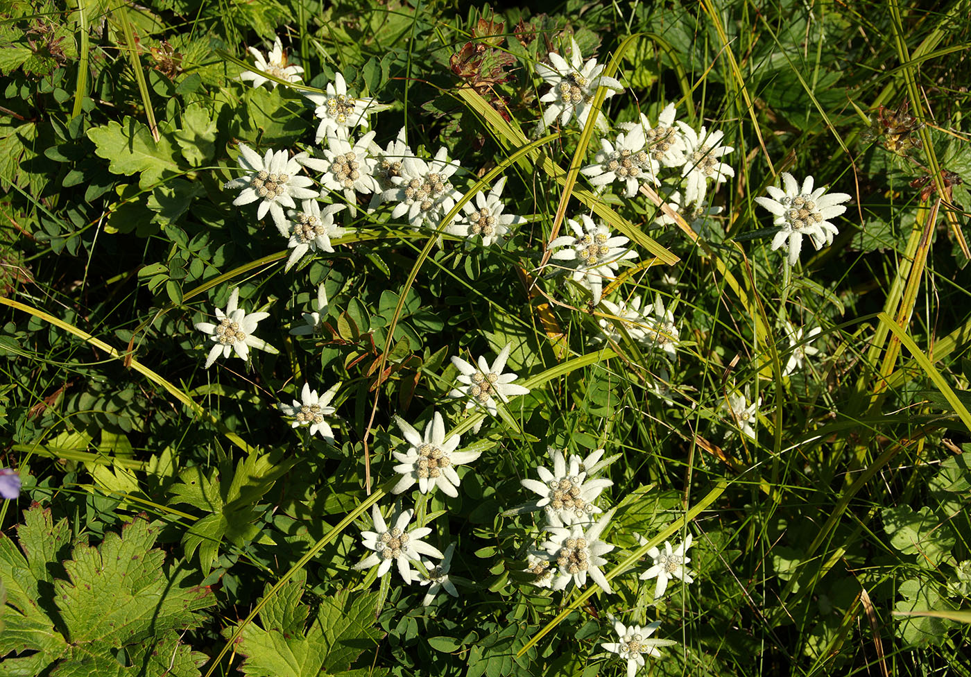 Image of Leontopodium discolor specimen.