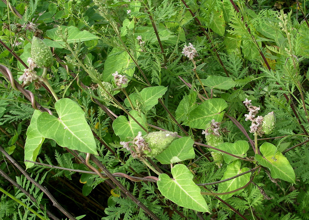 Image of Metaplexis japonica specimen.