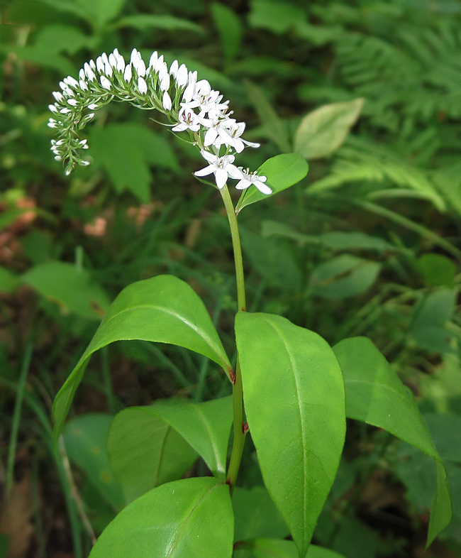 Image of Lysimachia clethroides specimen.