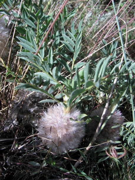 Image of Astragalus pterocephalus specimen.