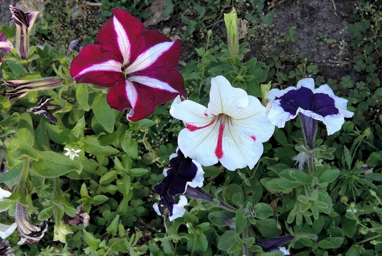 Image of Petunia &times; hybrida specimen.