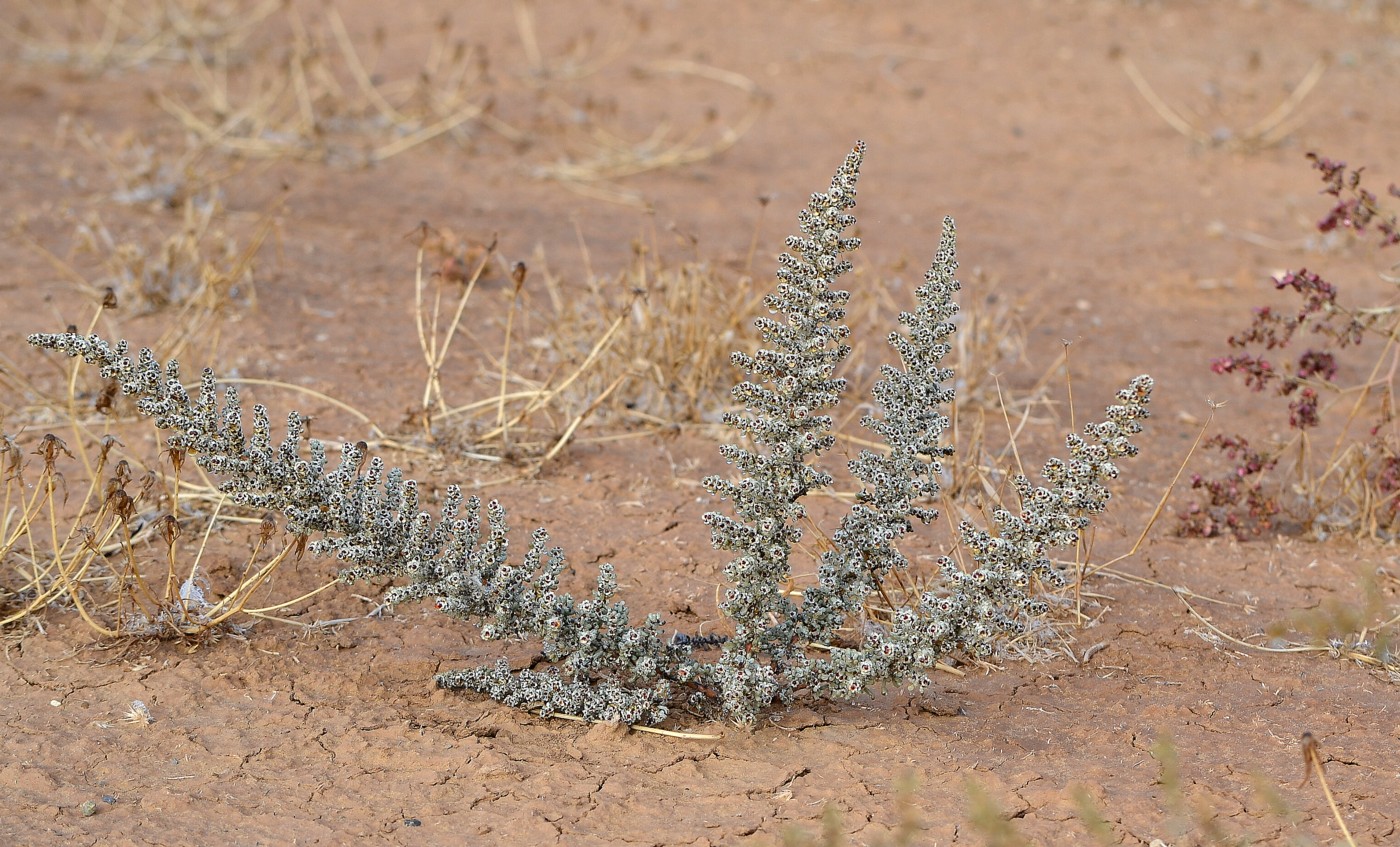 Image of Salsola foliosa specimen.