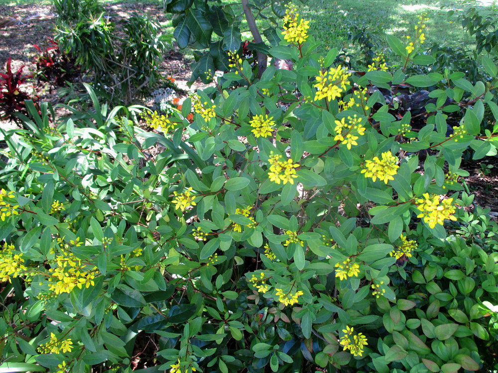 Изображение особи Galphimia gracilis.