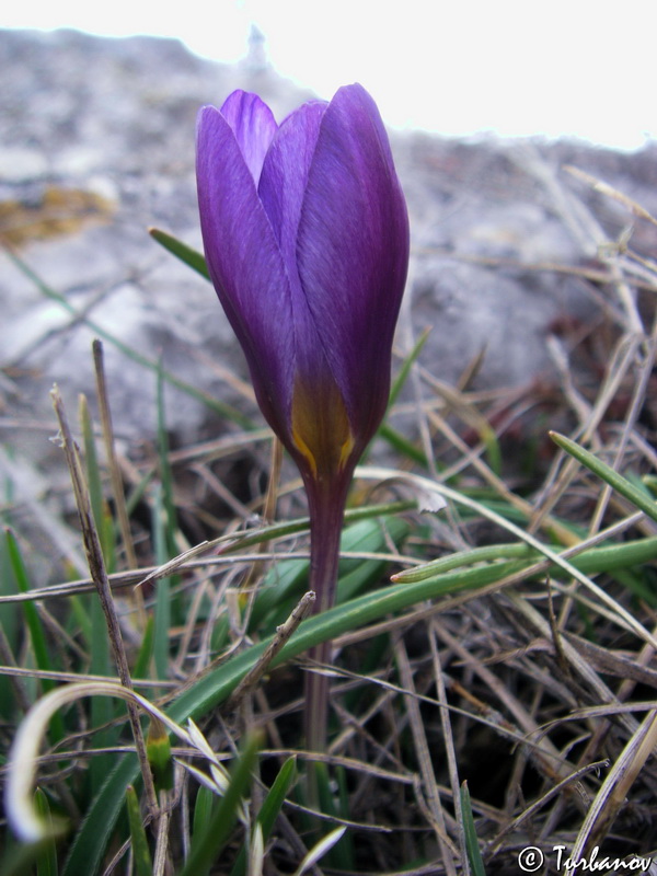 Image of Crocus tauricus specimen.