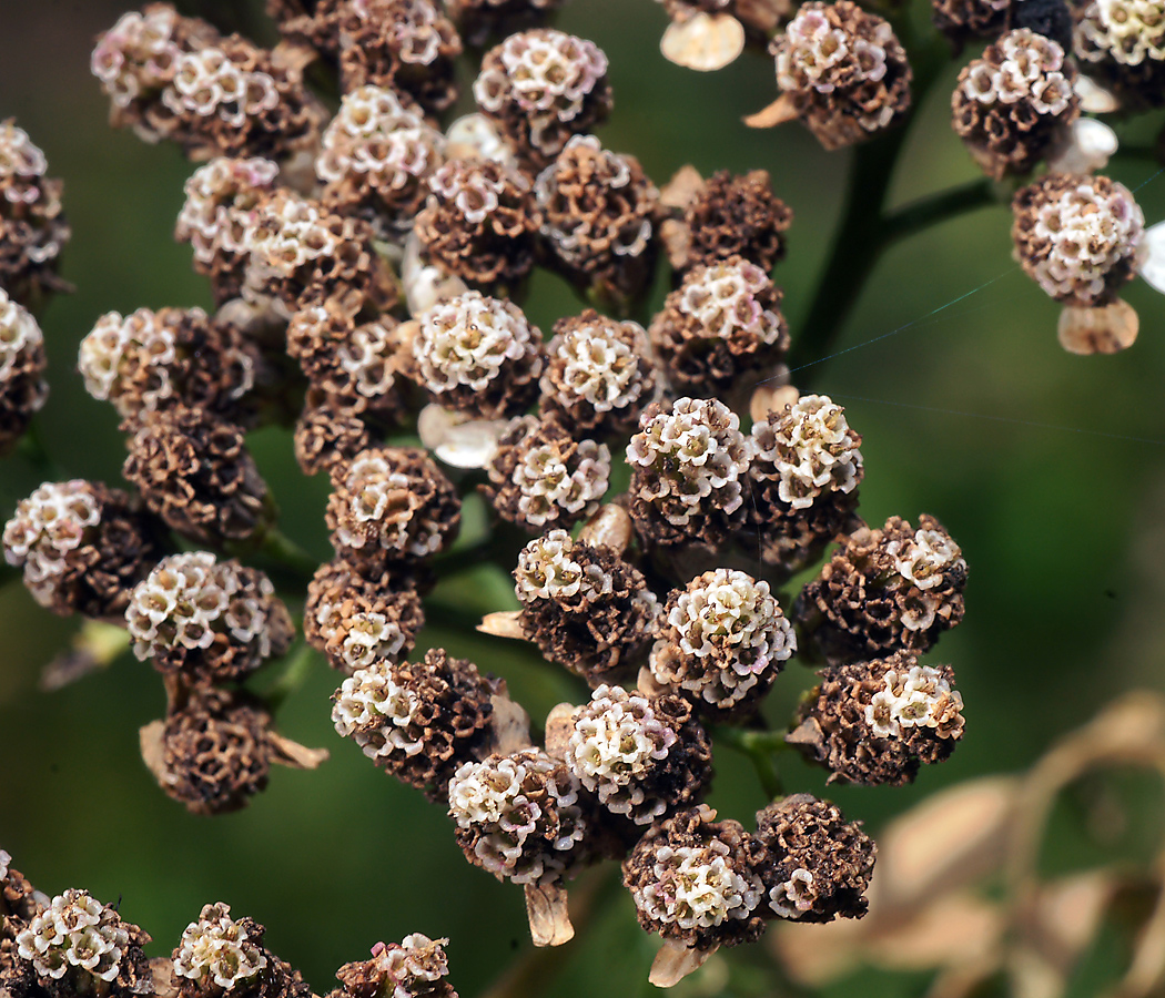 Image of Achillea millefolium specimen.