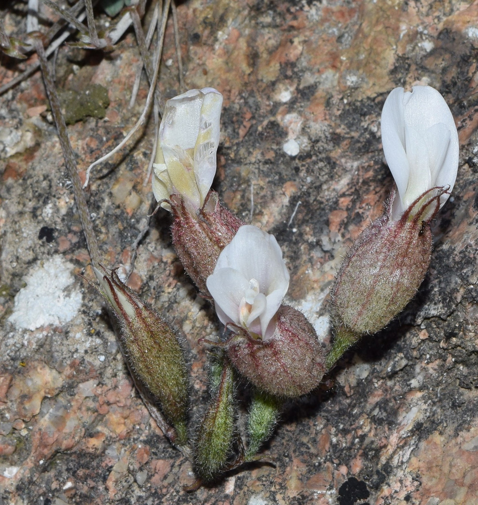 Изображение особи Astragalus abolinii.