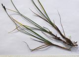 Carex transcaucasica