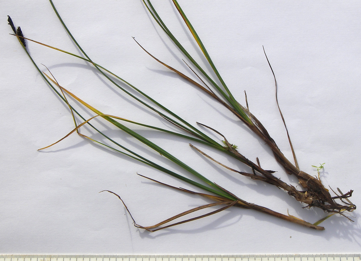 Image of Carex transcaucasica specimen.