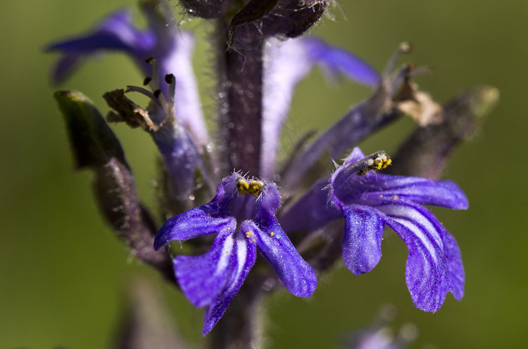 Изображение особи Ajuga reptans.