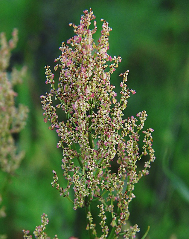 Изображение особи Rumex thyrsiflorus.