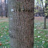Смотреть изображение Acer saccharinum