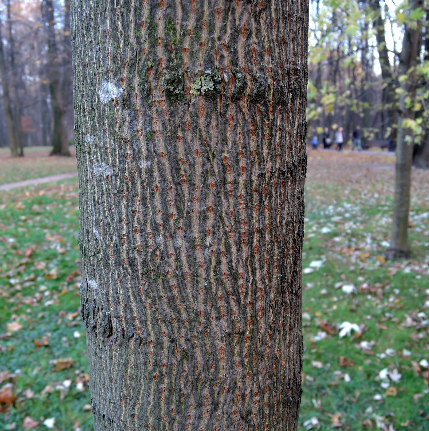 Image of Acer saccharinum specimen.